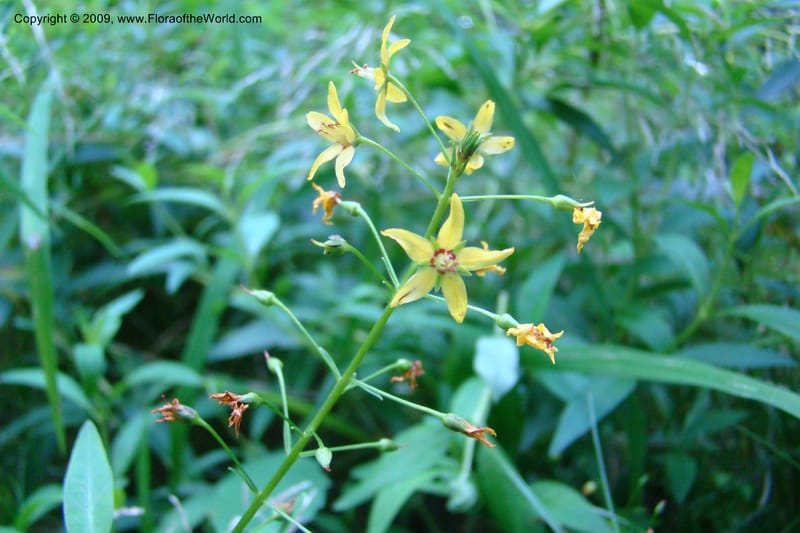 Lysimachia terrestris--New York. Brooklyn Botanic Garden. 19 July 2009. 151.jpg