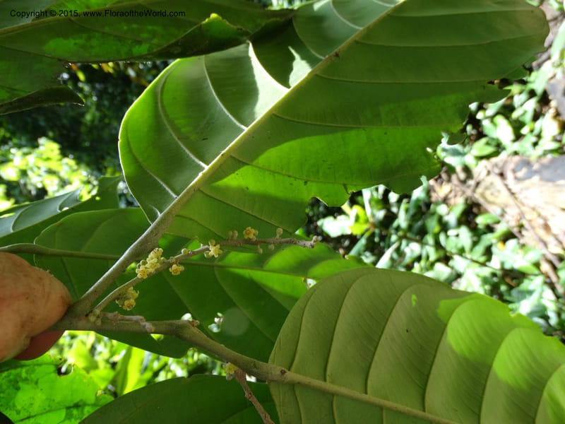 Octoknema, Davidson, C 12386--Cameroon. Bakengili Trail, Mt. Cameroon. 24 Mar 2014. DSC03587 (227).JPG