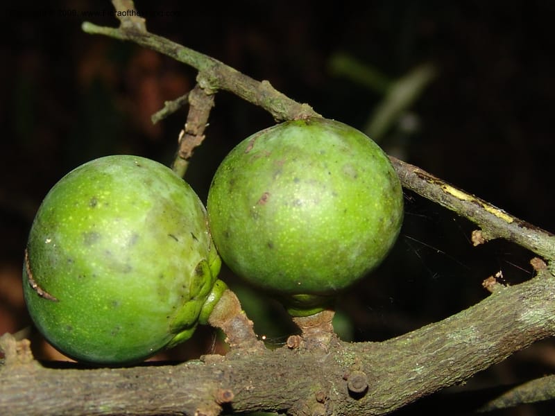 Diospyros, MLeal1141--Gabon. Prov. Ogooue-Iv. Res. Lope. Sommet Main. 19 Apr 06. 194.jpg