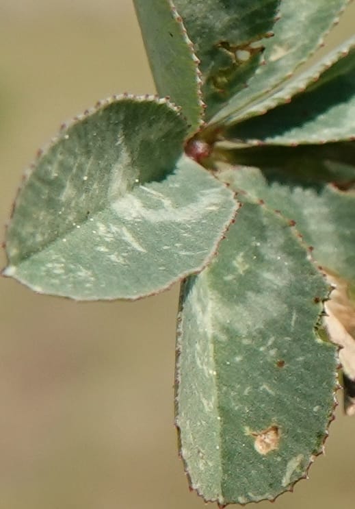 Trifolium macrocephalum, C. Davidson 13789--Oregon. Wallowa Co. Upper Camp Creek Canyon. 5 Jun 2018. DSC05225 (41).JPG