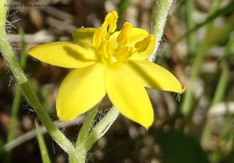Hypoxis hirsuta, Davidson, C 12977--North Carolina. Clay Co. Buck Cr. 13 May 2015. DSC04619 (117).JPG