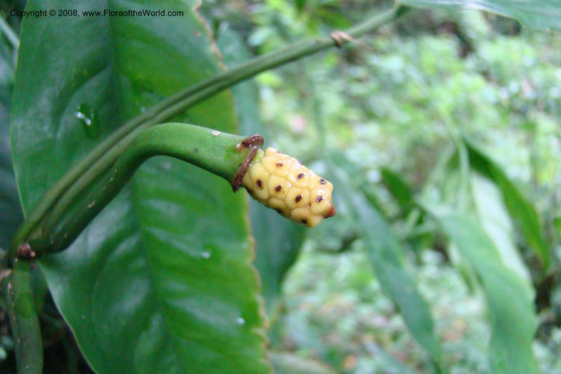 Culcasia falcifolia, WKindeketa2987--Tanz. Rungwe Distr. Rungwe For. Res. 24 Jan 08. 173.jpg