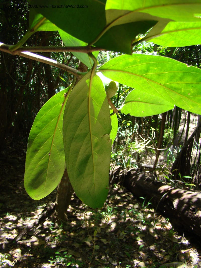 Atractocarpus, JMunzinger4756--New Caledonia. Les Trois Creeks. 13 Nov 07. 052.jpg