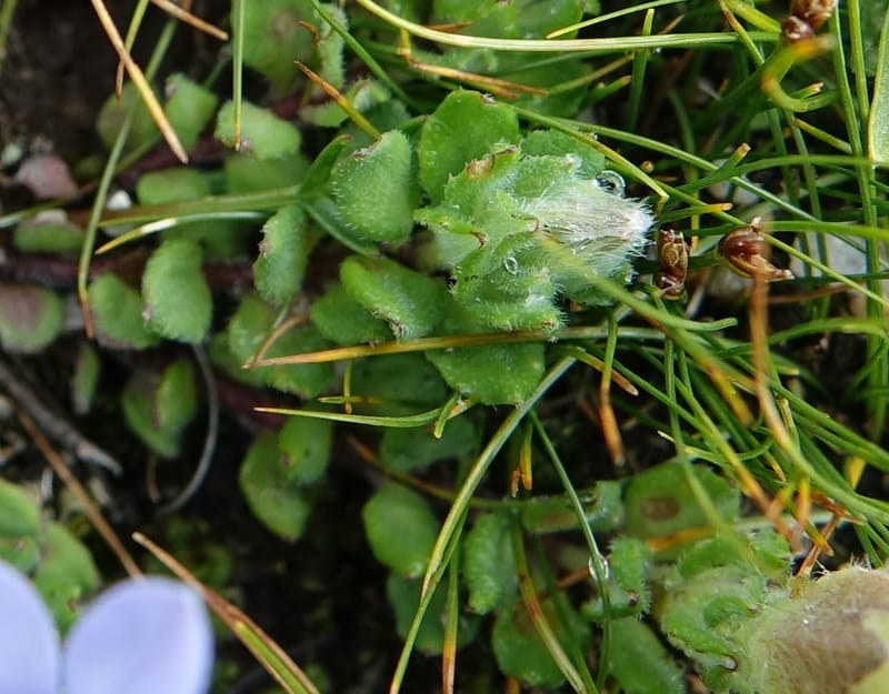 Cyananthus incanus, D. Boufford 44022--China. Sichuan. Daocheng Xian. 14 Aug 2017. DSC05676 (229).JPG