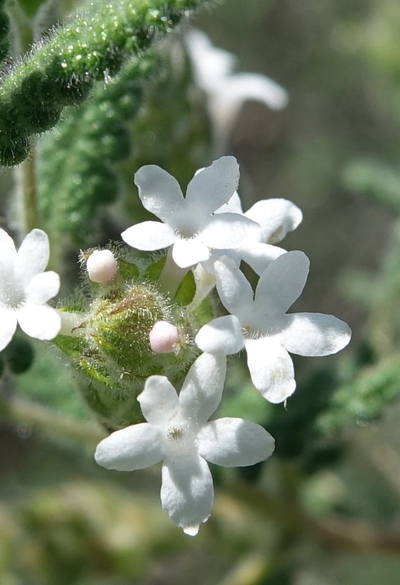 Aloysia castellanosii, Fortunato 13147--Argentina. Hwy 150, S of Ischigualasto. 7 Feb 2018. DSC09263 (70).JPG