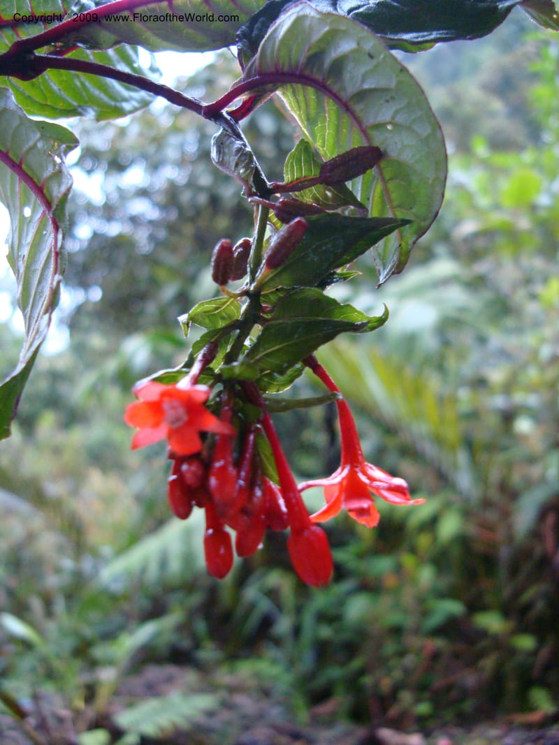 Fuchsia...DN216035,Ecuador.Prov.ZamoraC.Podocarpus,Tapichalaca26Sep2007 155.jpg
