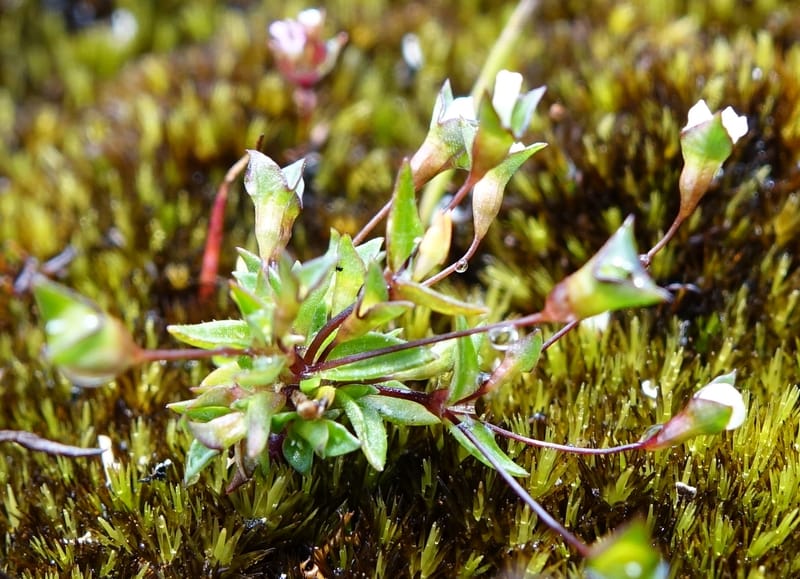 Phyllangium paradoxum, Davidson, V 13496--Australia. W. A. Two People's Bay Nat. Res. 29 Oct 2016. DSC06475 (101).JPG