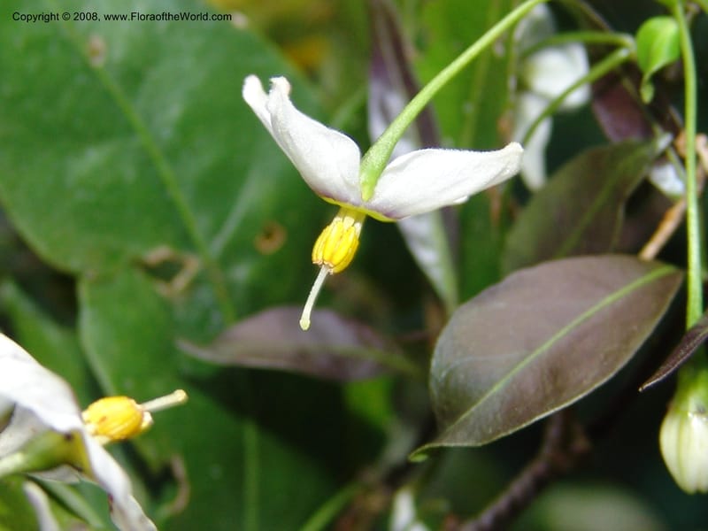 Capsicum, N.Martinez583--MX. Chiapas.  Sendero a Res. Biosph. El Triunfo . 12 Nov 04. 006.jpg