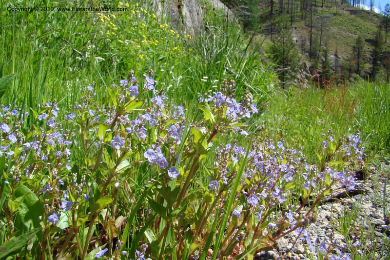 Veronica americana, C. Davidson 11464--ID. Valley Co. Warm Lake. 16 June 2009. 059.jpg