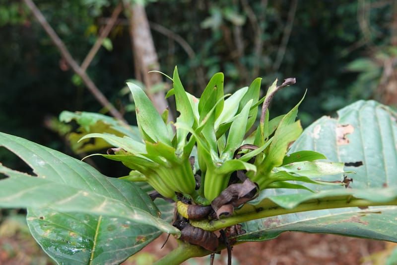 Leptactina, C. Davidson 14055--Gabon. Maboumine. 23 Oct 2019. DSC01631 (143).JPG