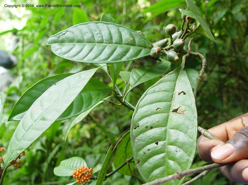 Psychotria--Cameroon. Mt. Cameroon. 5 Dec 03. 049a (2).jpg