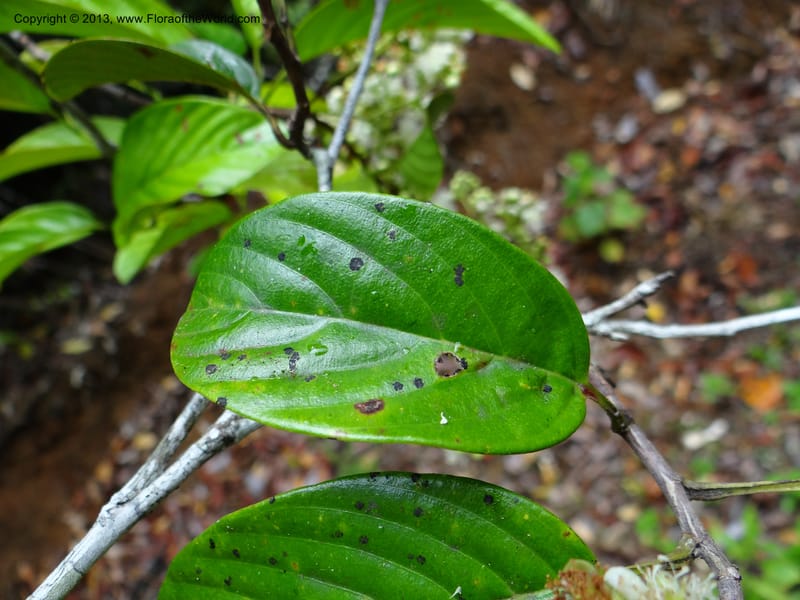 Tetracera nordtiana, Gray, B 9632--Australia. Queensland. Misty Mtn. Rd. 12 Nov 2013. DSC08108 (41).JPG
