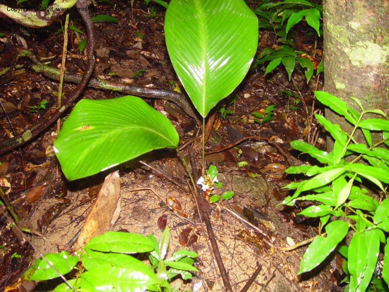 Calathea erecta, ETepe575--Fr. Guiana. Les Nouragues. 15 Mar 02. 001.jpg