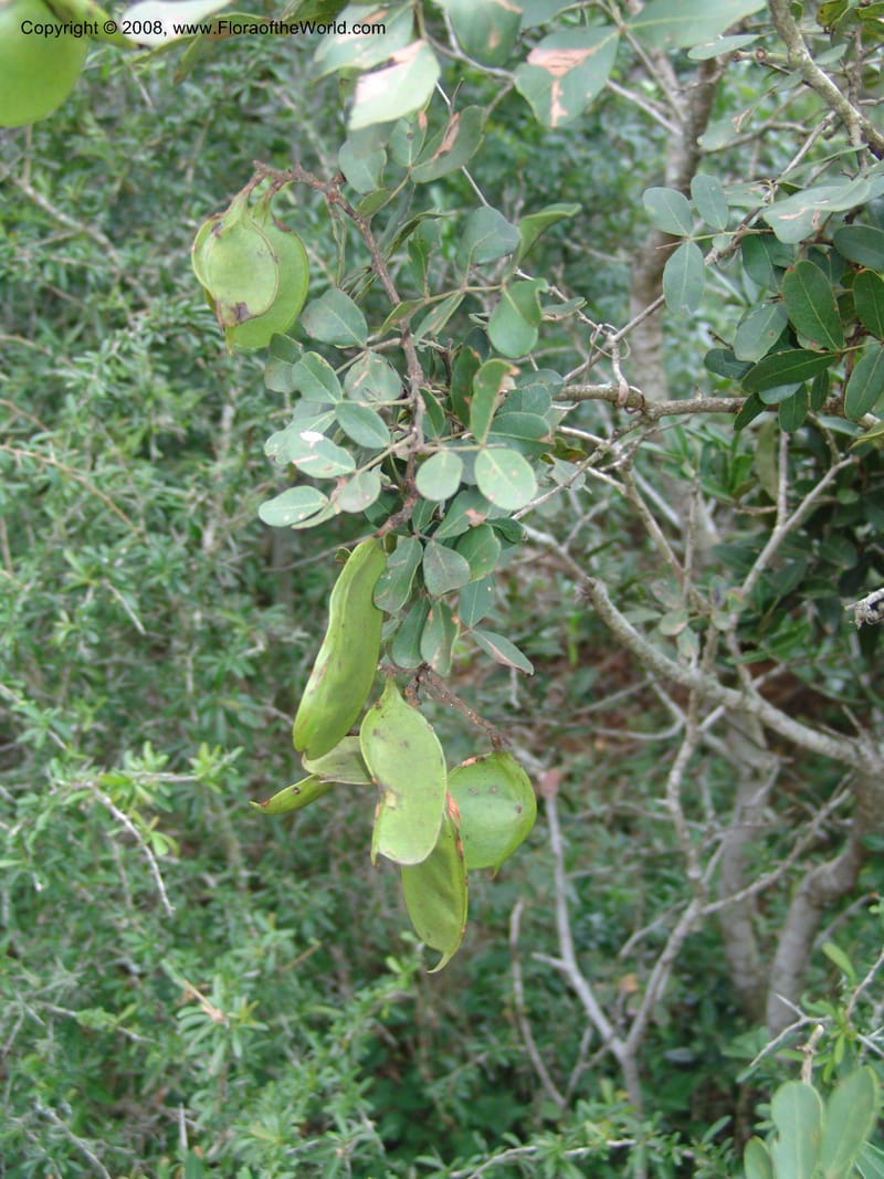 Schotia latifolia--So.Africa. E. Cape. Uitenhage Nat. Res. 6 Mch 05. 181.jpg