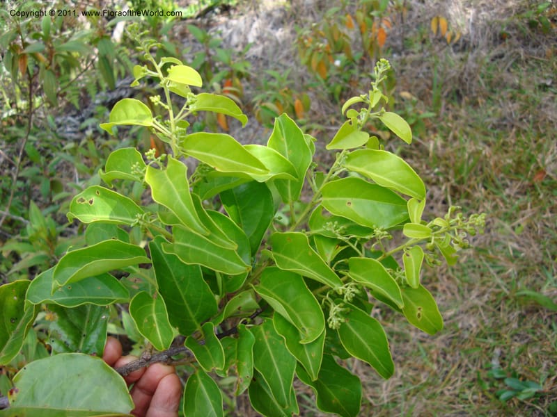 Agatea rufotomentosa,  Munzinger, 4707--New Caledonia, Prov N, Mt. Mandjelia,  13 Nov 2007  062 (8).jpg