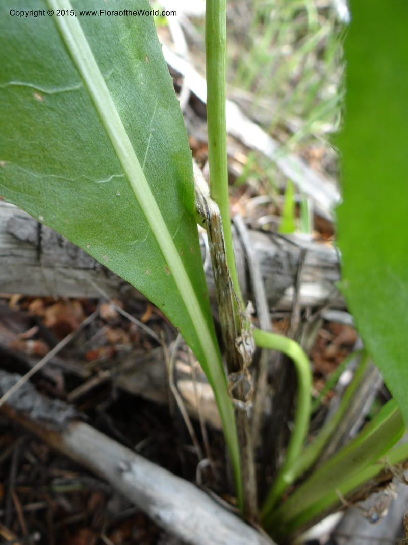 Wyethia, Mansfield, D 12-602--ID. Bear Lake Co. Mt. Sherman. 13 Jul 2012. DSC03473 (136).JPG