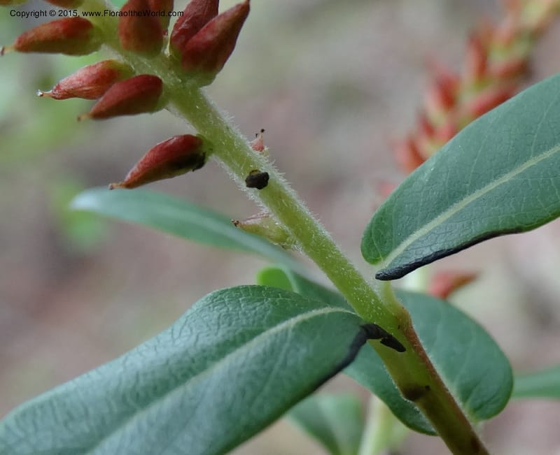 Salix, Boufford, D 43733--China. Sichuan. XinZhaZi Gou. 14 May 2014. DSC06426 (136).JPG