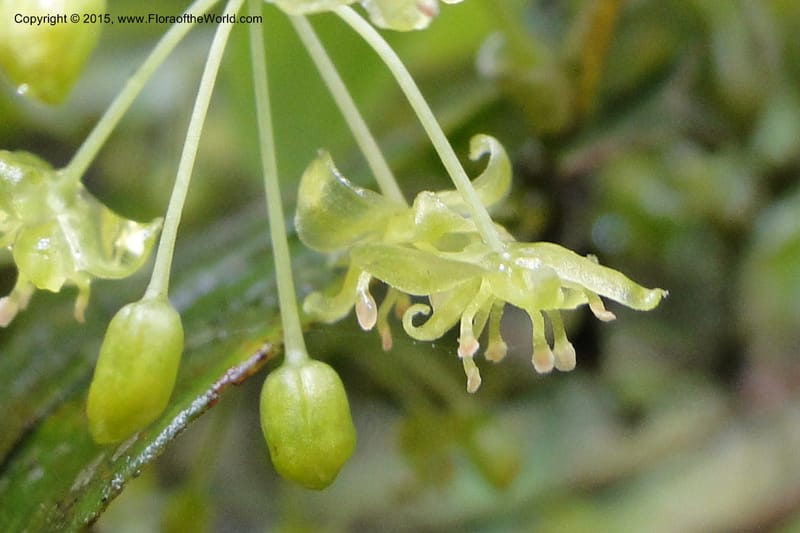 Heterosmilax, Regalado 1777--Viet Nam. Ban Khoang Commune. 4 May 2011. 136 (5).jpg
