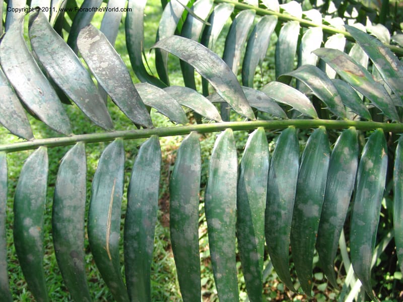 Encephalartos gratus--So.Africa. Lowveld Nat. Bot. Gard. 14 Mch 05. 343.jpg