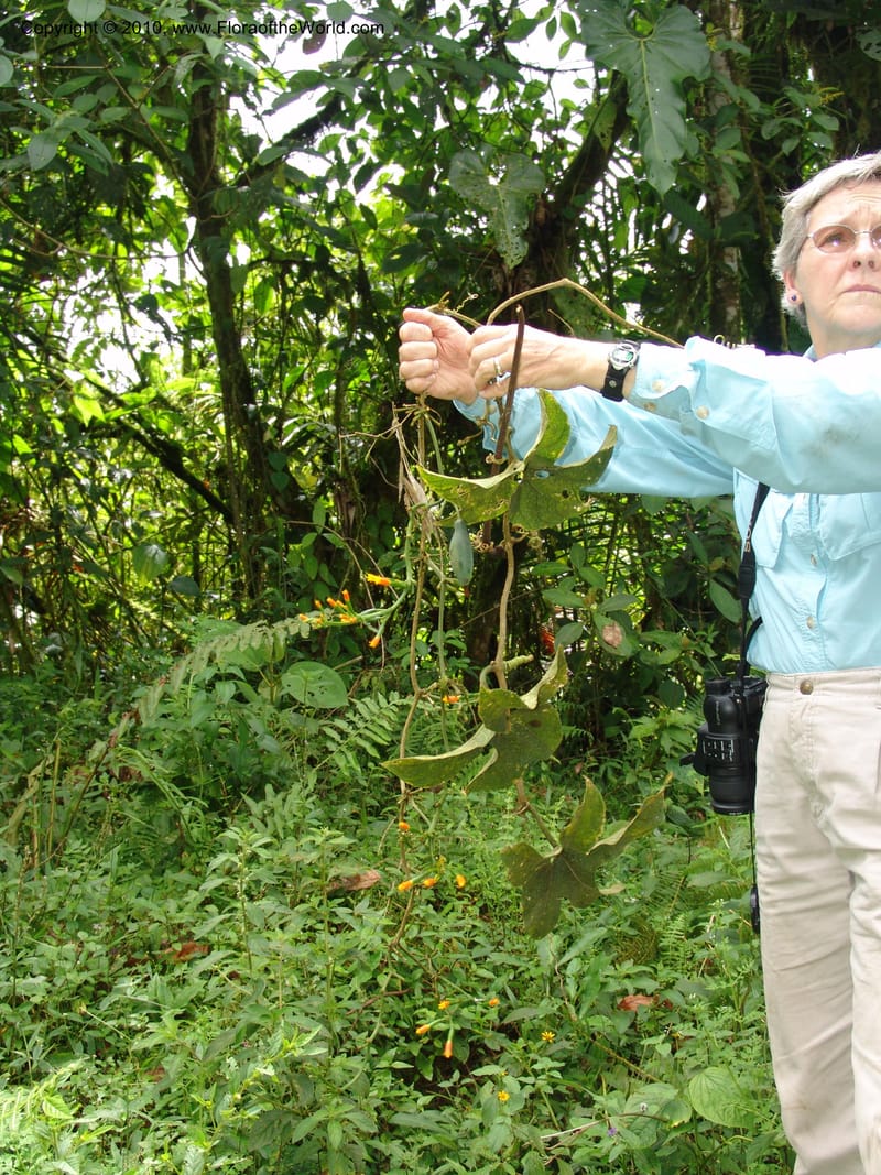 Gurania, Croat 95925--Ecuador. Edo. Pichincha. Bosque Nublado Sta. Lucia. 14 Mar 06. 395 (14).jpg