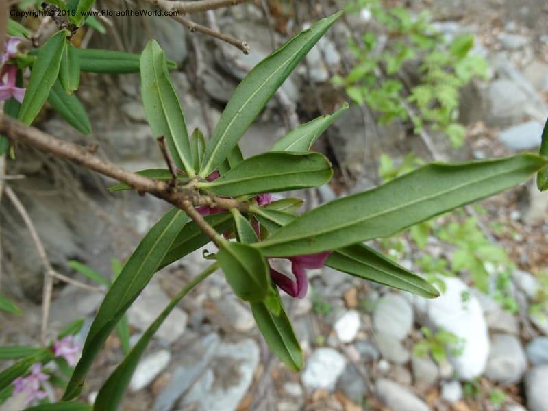 Daphne, Boufford, D 43616--China. Sichuan. ShaShiDuo. 8 May 2014. DSC04232 (33).JPG