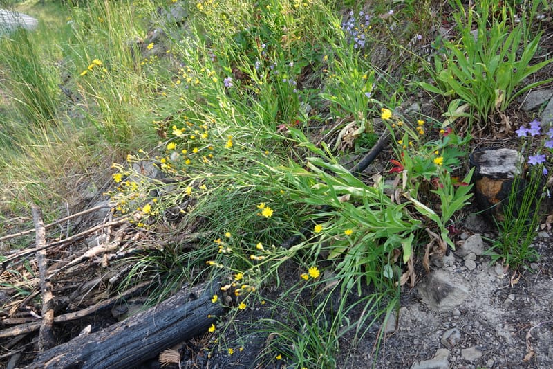 Hieracium scouleri, C. Davidson 13893--ID. Fremont Co. Fish Cr. Rd. Stop 2. 1 Aug 2018. DSC08790 (17).JPG