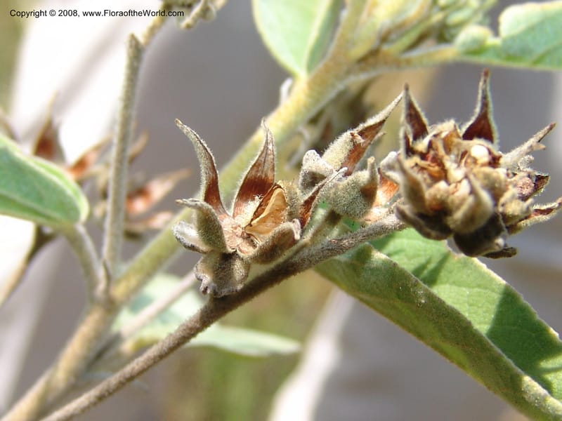 Melhania acuminata--So.Africa. Mpumal. twd Rietfontein. 16 Mch 05. 438.jpg