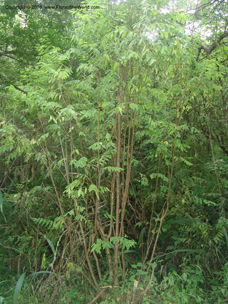 Englerodaphne pilosa--So.Africa. Mpumal. Buffelskloof Private Nat. Res. 17 Mch 05. 290.jpg