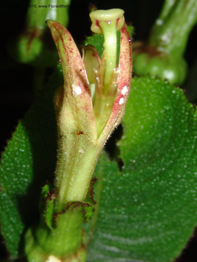 Centropogon nigricans, Croat 96367--Ecuador. Prov. Pichincha. Pacto-Pto. Quito Rd.. 25 Mar 06. 450 (8).jpg