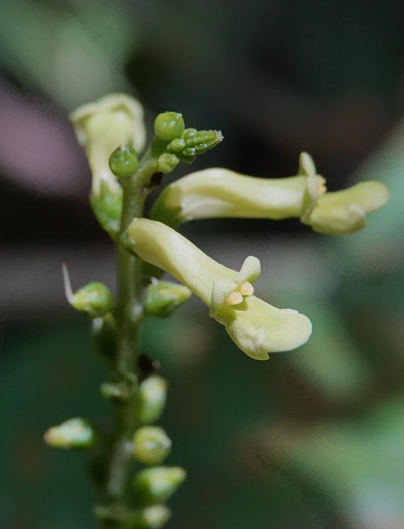Thomandersia laurifolia, C. Davidson 13964--Gabon. Arb. Sibang. 5 Nov. 2018. DSC02235 (342).JPG