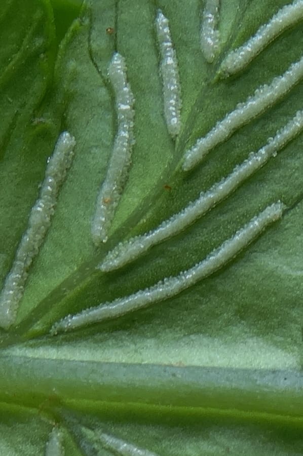 Diplaziopsis javanica, Munzinger, J 7402--New Caledonia. Haute Robinson. 11 Nov. 2015. DSC00909 (295).JPG