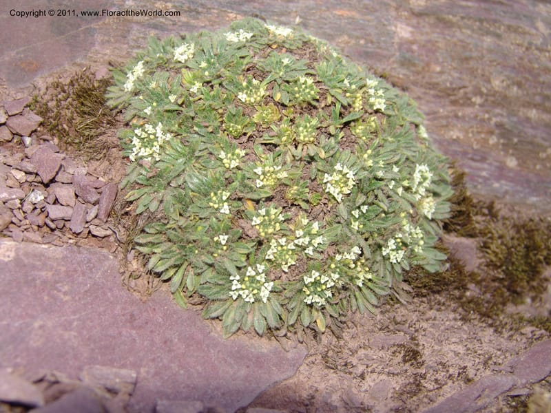 Valeriana, R. Vasquez 33191--Peru. Cusco. Calca. Abra de Chayna Puerto. 3 Nov 07. 184 (11).jpg