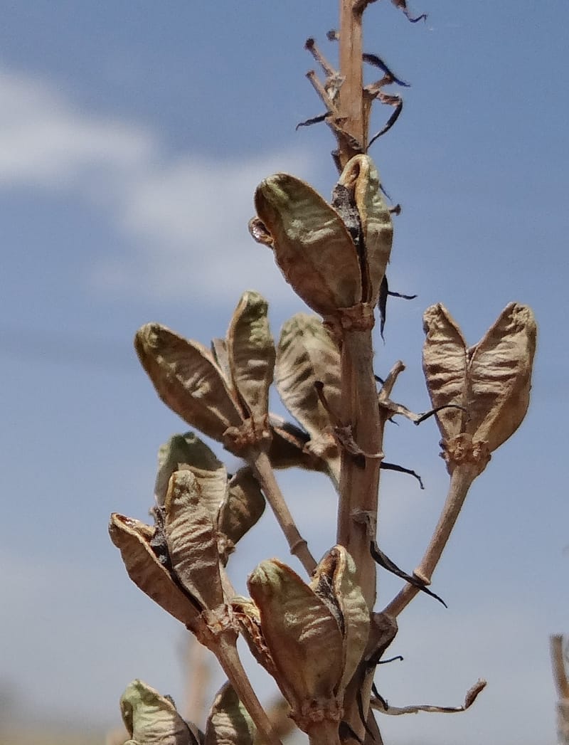 Asphodelus microcarpus--Kurdistan. Germaspan. 21 May 2013. DSC04190 (66).JPG
