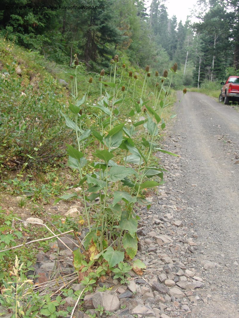 Rudbeckia occidentalis, CDavidson11111--ID. Adams Co. For. Serv. Rd. 453, to Goose Lk. 20 Jul 07. 095.jpg