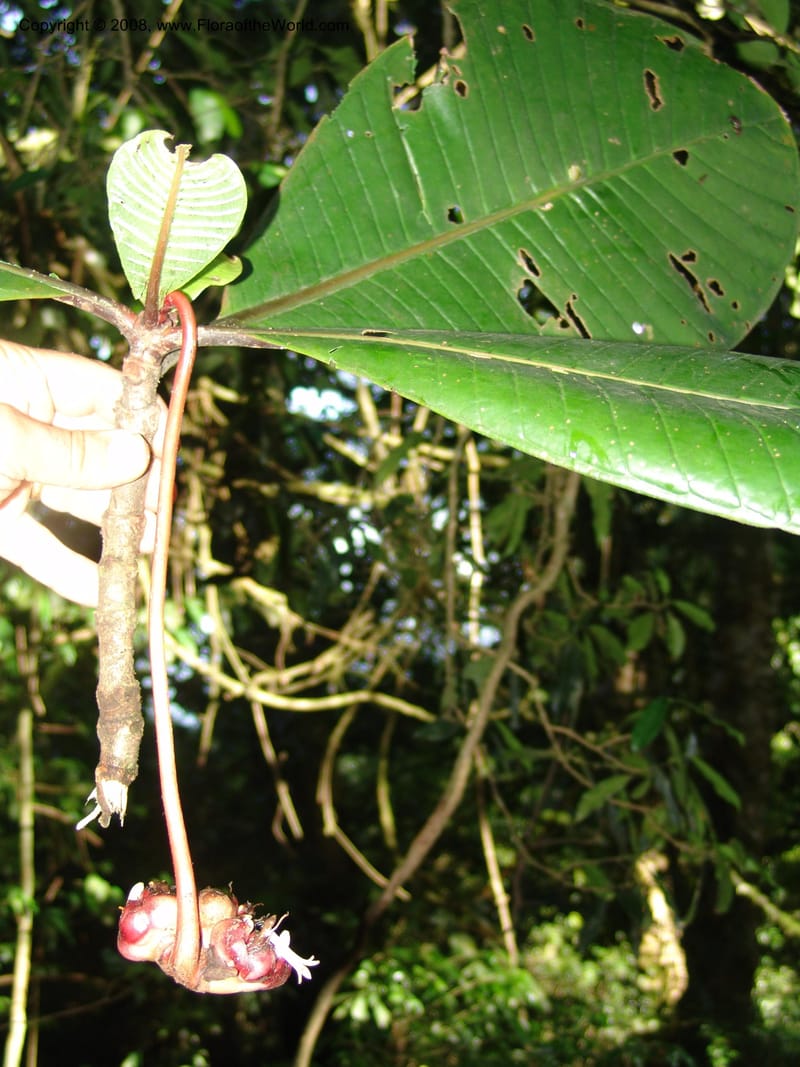 Psychotria megalopus, RGereua6874--Tanz. Nawenge For. Res., ca. Mahenge. 19 Feb 06. 118.jpg