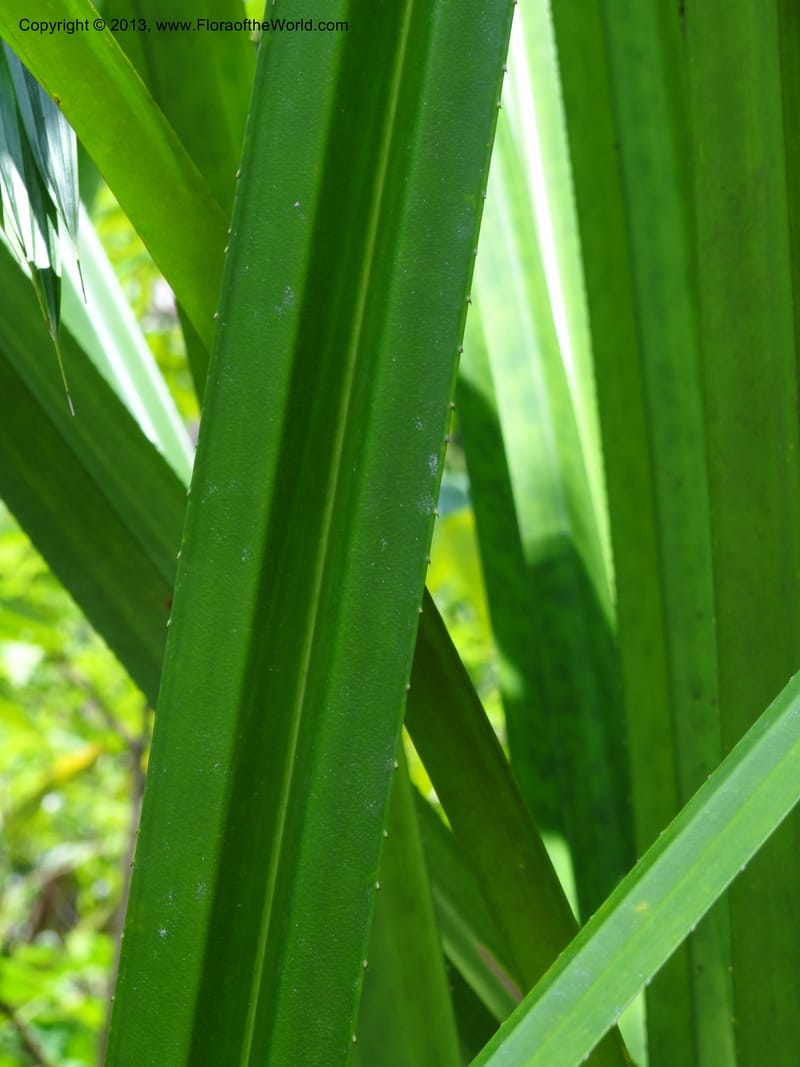 Pandanus kamiae, Callmander, M 1021--Sabah. Klias Forest Reserve. 3 Apr 2012. DSC06489 (102).JPG