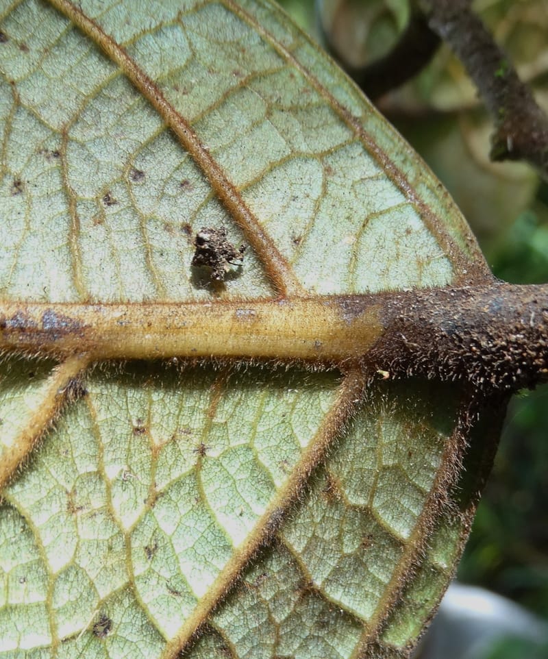 Cryptocarya constricta, Munzinger, J 7371--Fiji. Wailevu Rd. 6 Nov 2015. DSC09846 (9).JPG