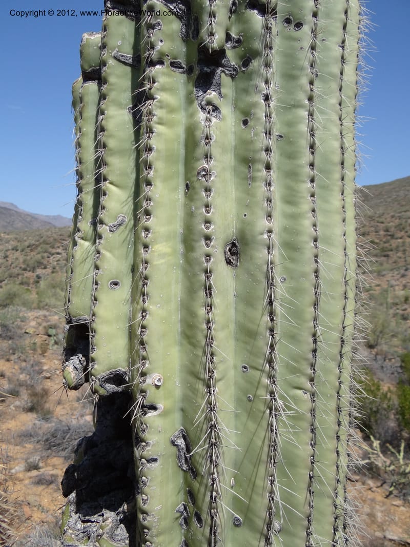 Carnegiea gigantea, Davidson, C 11933--AZ. Yavapai Co. Crown King Rd. 7 May 2012. DSC0894 1 (210).JPG