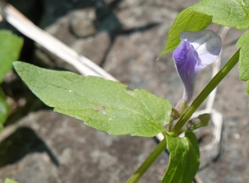 Scutellaria galericulata, C. Davidson 13882--ID. Fremont Co. Henry's Fork River. Box Canyon. 31 Jul 2018. DSC08304 (131).JPG