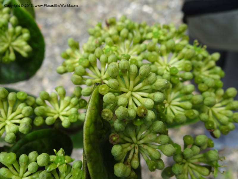 Aralia, SAN.153245--Malaysia, Sabah. Tawai For. Res. 9 Apr 2012. DSC07890 (105).JPG