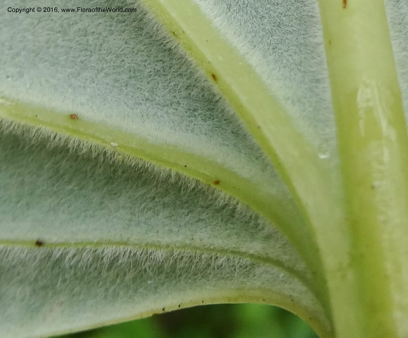 Smilax borneensis, Davidson, C 12935--Sabah. Kinabalu Nat. Park. Nalumad Substesen. 29 Mar 2015. DSC01294 (214).JPG
