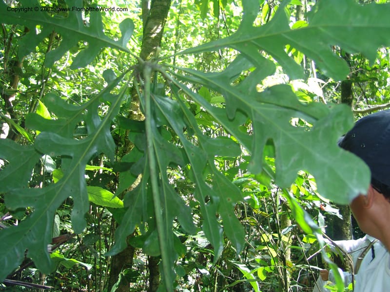 Anthurium clavigerum, AAraujoM1235--Bolivia. Pq. Nac. Madidi. Chalalan. Send. Anta. 30 Nov 04. 065.jpg