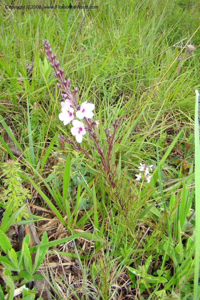 Sopubia mannii v. linearifolia, WKindeketa3020--Tanz. Makete Distr. Kitulo Nat. Pk. 25 Jan 08. 109.jpg