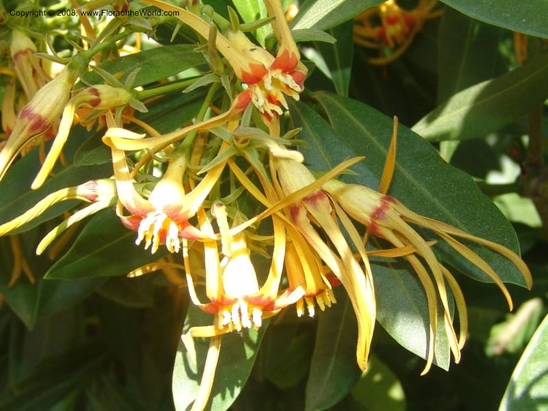 Strophanthus speciosus--CA. Quail Botanical Garden. 9 Apr 05. 158.jpg