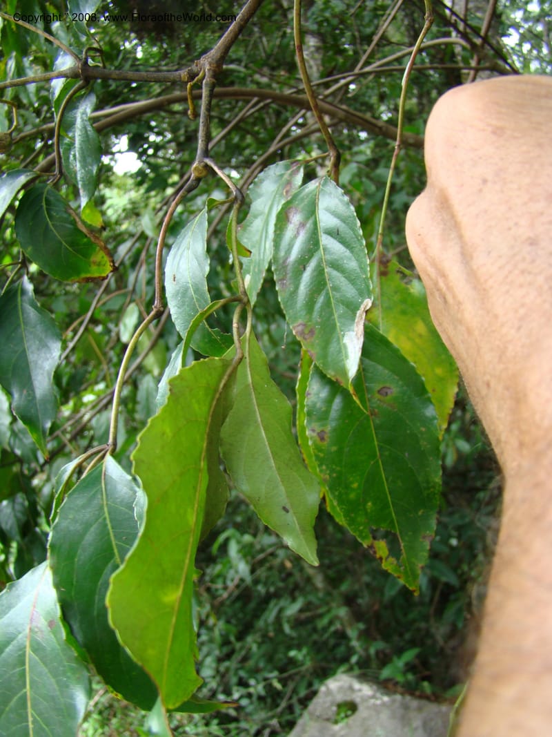 Turpinia occidentalis, NMartinezM2410--MX. Chiapas. Cta. Guapilla-Tapalapa. 13 Sep 08. 188.jpg