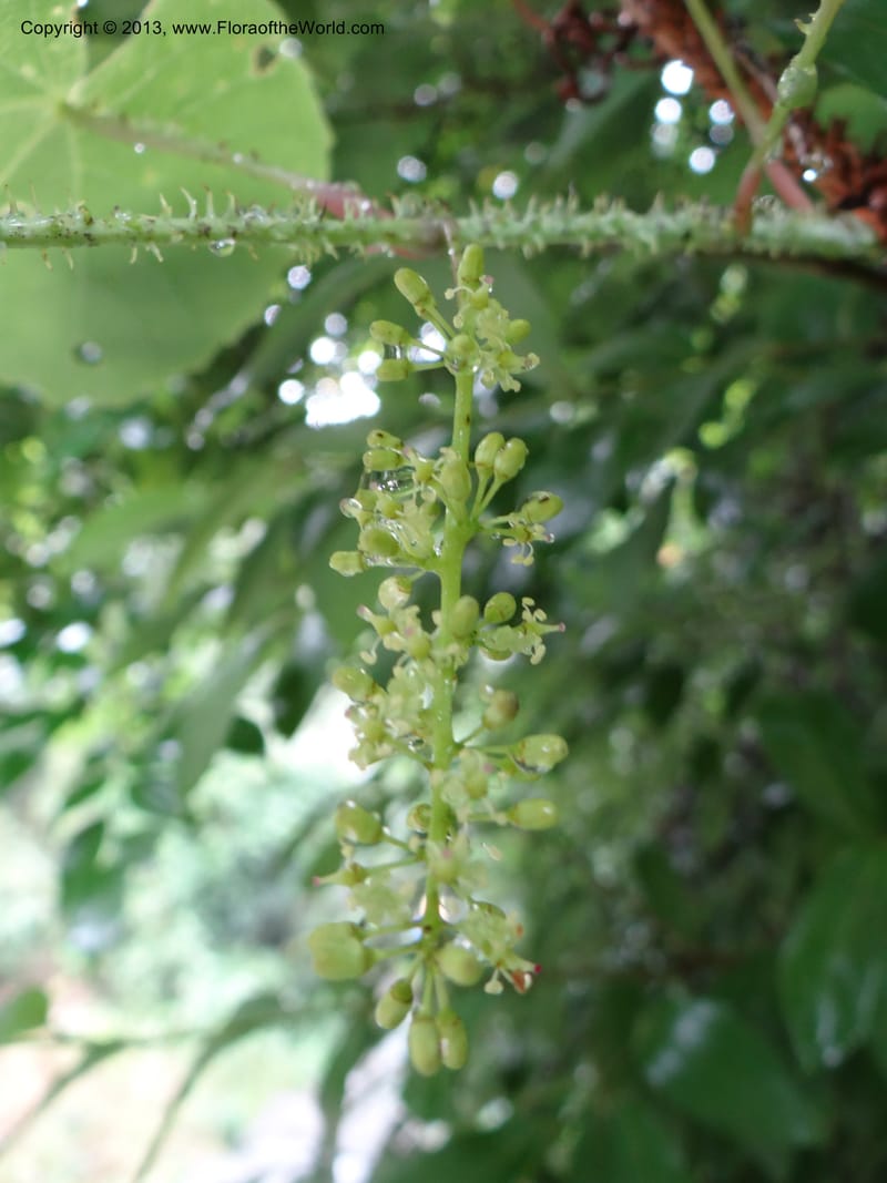 Vitis davidii, Davidson, C 12012--China. Anhui Prov. Huang Shan. 6 Jun 2012. DSC01928 (37).JPG