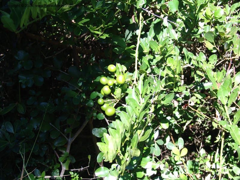 Capparis sepiaria--So.Africa. E. Cape. Maitland Nat.Res. 5 Mch 05. 131.jpg