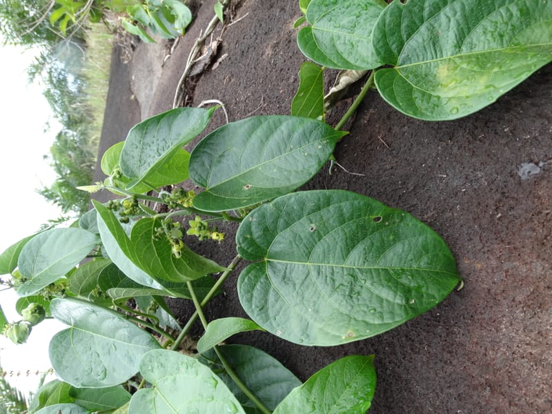 Megistostigma cordata, Davidson, C 12936--Sabah. Ruyu Oil Palm Pl. 29 Mar 2015. DSC01510 (24).JPG
