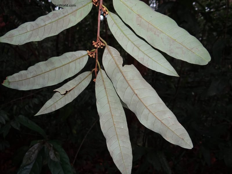 Knema, S.98854--Malaysia, Sarawak.. Bot. Res. Center, Semengoh. 26 Mar 2012. DSC05403 (61).JPG