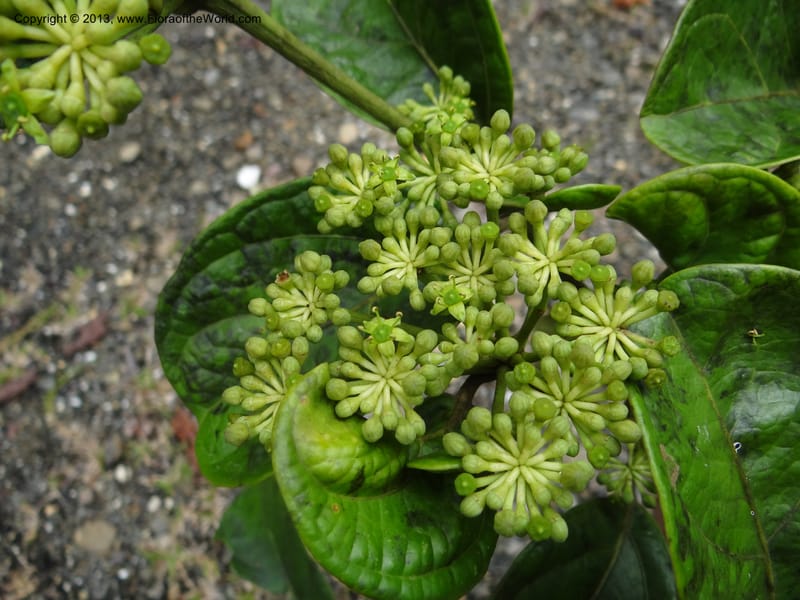 Aralia, SAN.153245--Malaysia, Sabah. Tawai For. Res. 9 Apr 2012. DSC07890 (101).JPG